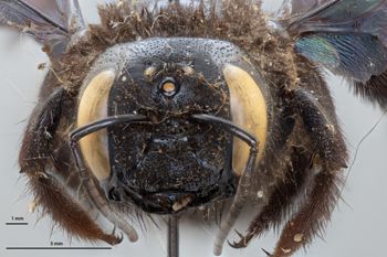 Media type: image;   Entomology 810628 Aspect: head frontal view